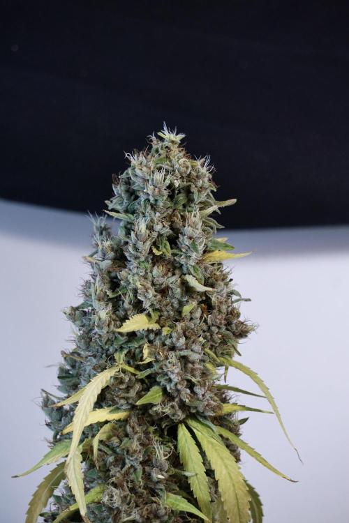 Dognabis 035 Permanent Marker (Zamnesia). Week 14 - PM #1