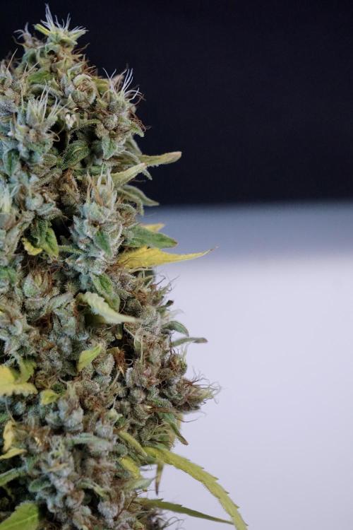 Dognabis 035 Permanent Marker (Zamnesia). Week 14 - PM #1