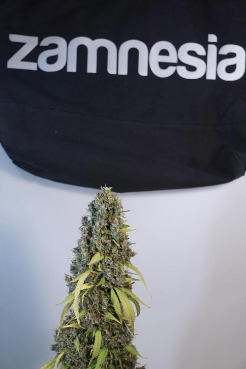 Dognabis 035 Permanent Marker (Zamnesia). Week 14 - PM #1