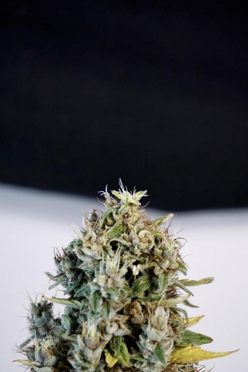 Dognabis 035 Permanent Marker (Zamnesia). Week 14 - PM #1