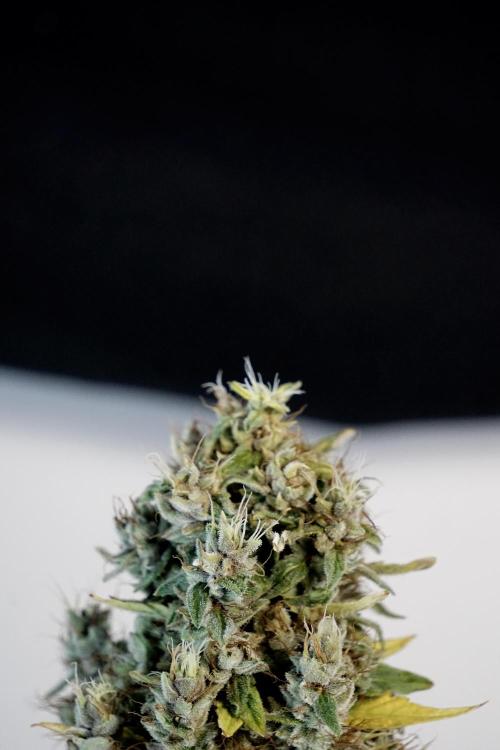 Dognabis 035 Permanent Marker (Zamnesia). Week 14 - PM #1