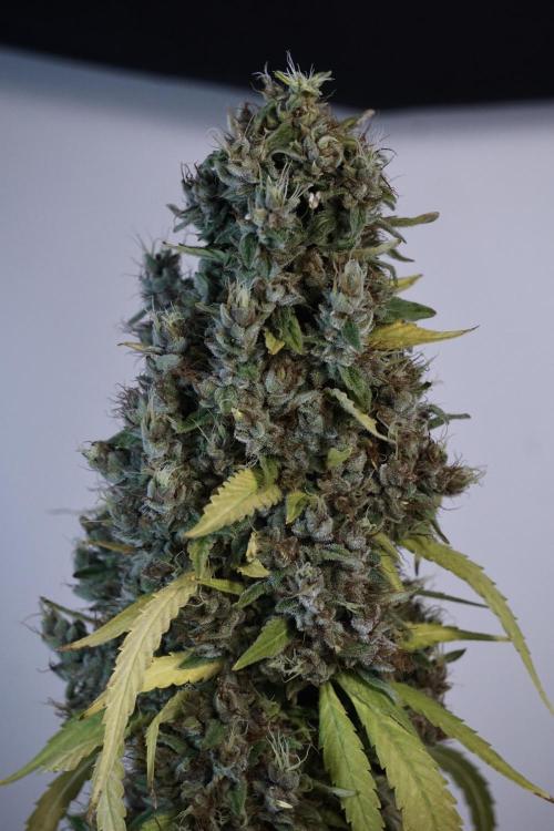 Dognabis 035 Permanent Marker (Zamnesia). Week 14 - PM #1