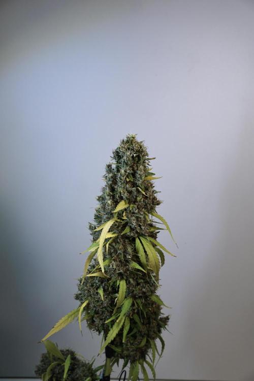 Dognabis 035 Permanent Marker (Zamnesia). Week 14 - PM #1