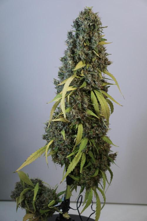 Dognabis 035 Permanent Marker (Zamnesia). Week 14 - PM #1