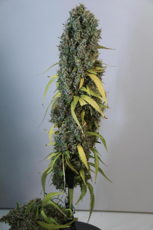 Dognabis 035 Permanent Marker (Zamnesia). Week 14 - PM #1