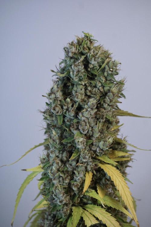 Dognabis 035 Permanent Marker (Zamnesia). Week 14 - PM #1