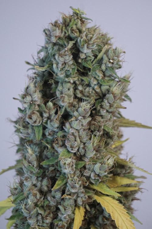 Dognabis 035 Permanent Marker (Zamnesia). Week 14 - PM #1