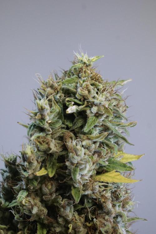 Dognabis 035 Permanent Marker (Zamnesia). Week 14 - PM #1