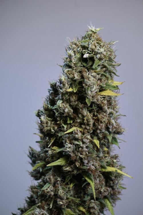 Dognabis 035 Permanent Marker (Zamnesia). Week 14 - PM #1