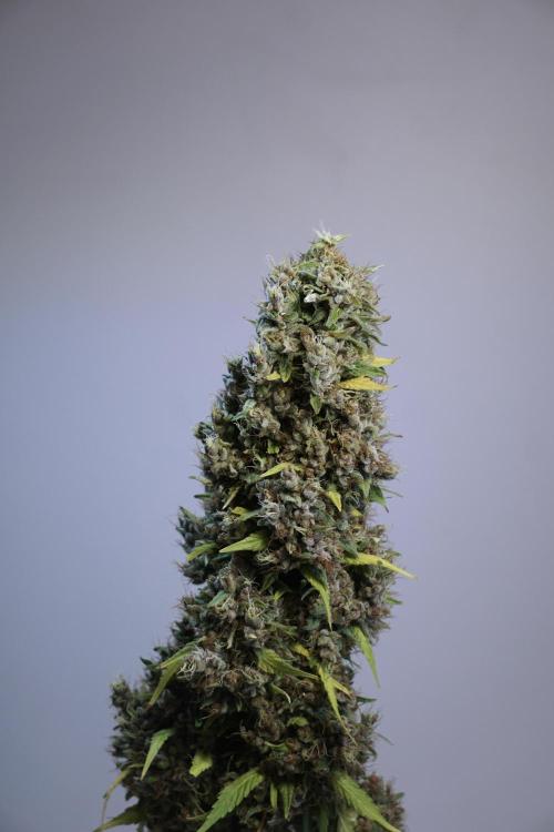 Dognabis 035 Permanent Marker (Zamnesia). Week 14 - PM #1