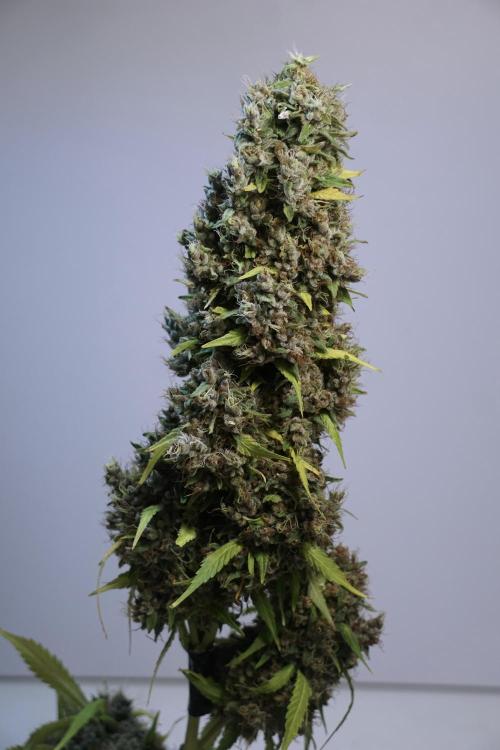 Dognabis 035 Permanent Marker (Zamnesia). Week 14 - PM #1