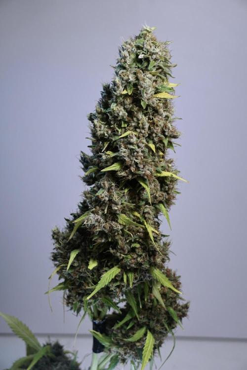 Dognabis 035 Permanent Marker (Zamnesia). Week 14 - PM #1