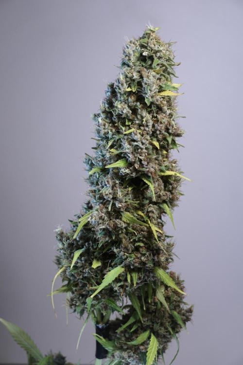 Dognabis 035 Permanent Marker (Zamnesia). Week 14 - PM #1