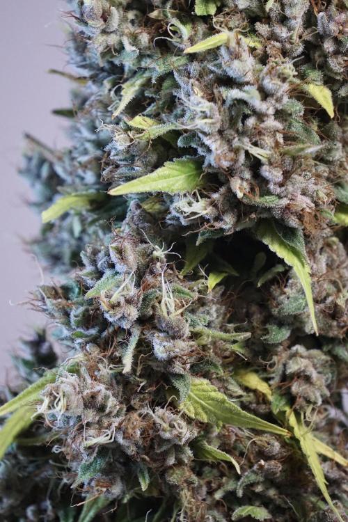 Dognabis 035 Permanent Marker (Zamnesia). Week 14 - PM #1