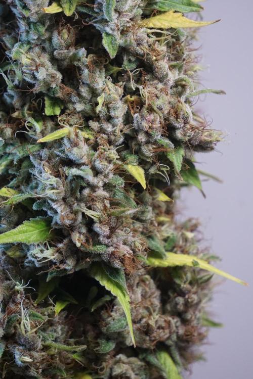 Dognabis 035 Permanent Marker (Zamnesia). Week 14 - PM #1