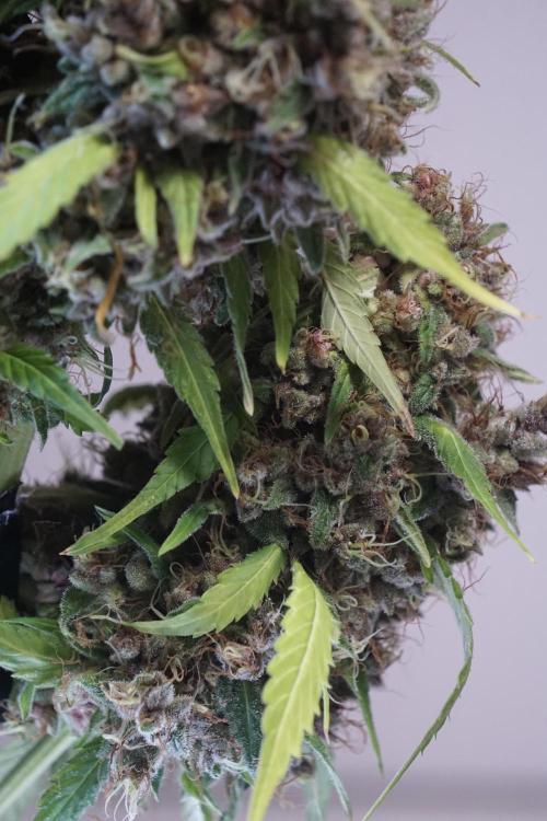 Dognabis 035 Permanent Marker (Zamnesia). Week 14 - PM #1