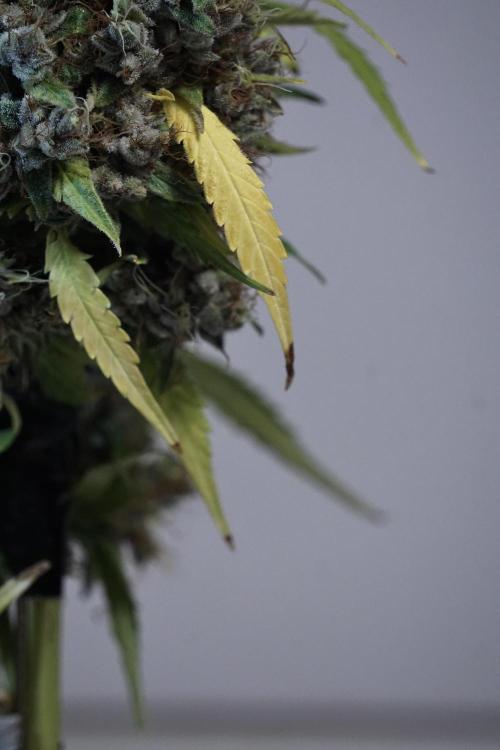 Dognabis 035 Permanent Marker (Zamnesia). Week 14 - PM #1