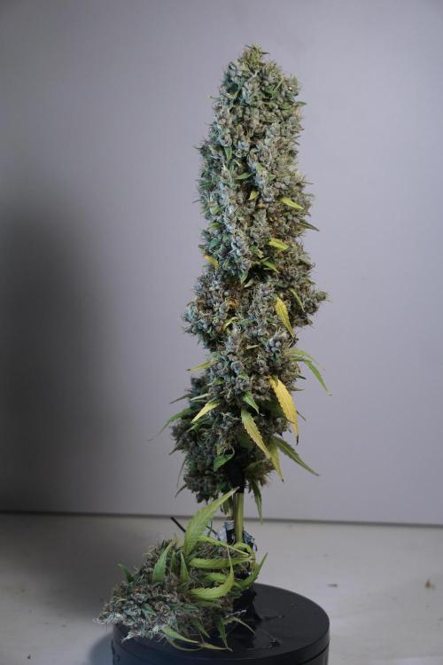 Dognabis 035 Permanent Marker (Zamnesia). Week 14 - PM #1