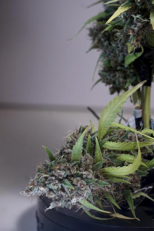 Dognabis 035 Permanent Marker (Zamnesia). Week 14 - PM #1