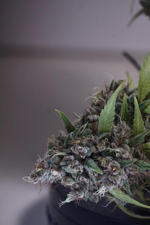 Dognabis 035 Permanent Marker (Zamnesia). Week 14 - PM #1