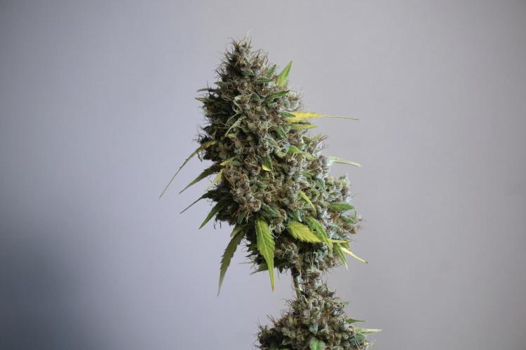 Dognabis 035 Permanent Marker (Zamnesia). Week 14 - PM #1