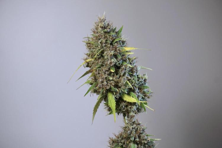 Dognabis 035 Permanent Marker (Zamnesia). Week 14 - PM #1