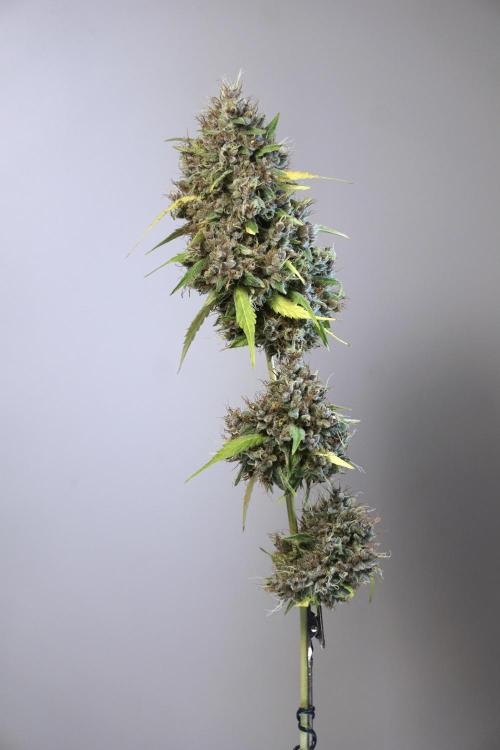 Dognabis 035 Permanent Marker (Zamnesia). Week 14 - PM #1