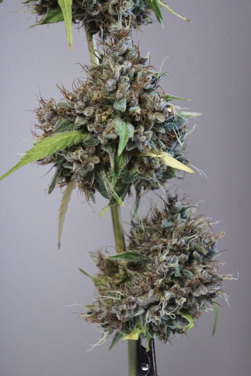 Dognabis 035 Permanent Marker (Zamnesia). Week 14 - PM #1