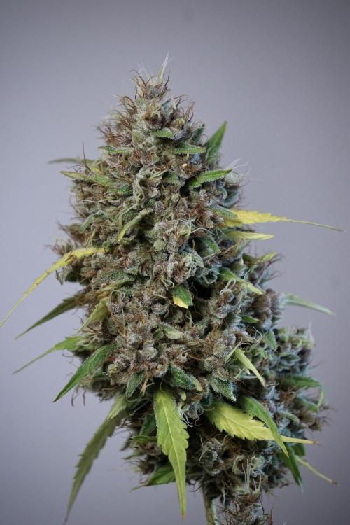 Dognabis 035 Permanent Marker (Zamnesia). Week 14 - PM #1