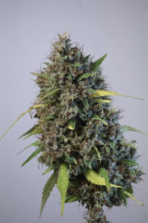 Dognabis 035 Permanent Marker (Zamnesia). Week 14 - PM #1