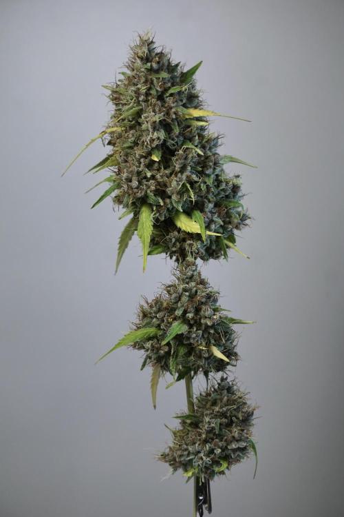 Dognabis 035 Permanent Marker (Zamnesia). Week 14 - PM #1