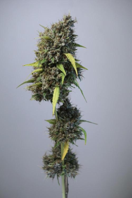 Dognabis 035 Permanent Marker (Zamnesia). Week 14 - PM #1