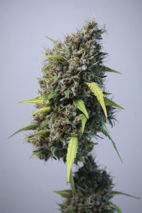 Dognabis 035 Permanent Marker (Zamnesia). Week 14 - PM #1