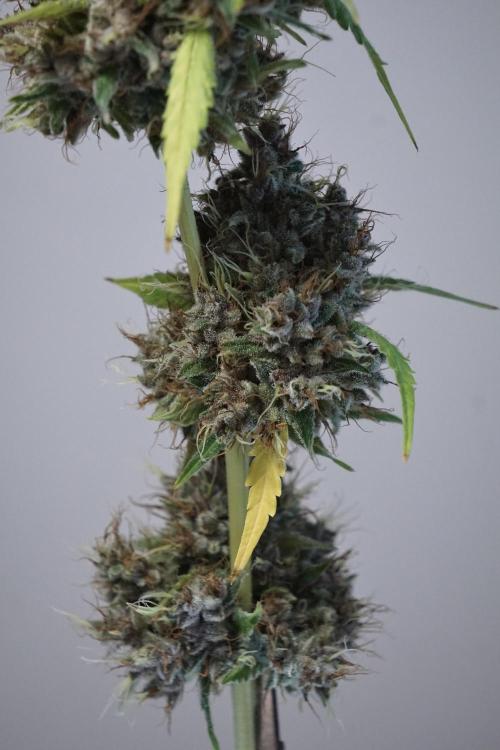 Dognabis 035 Permanent Marker (Zamnesia). Week 14 - PM #1