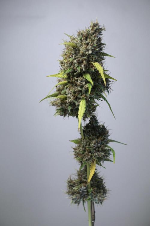 Dognabis 035 Permanent Marker (Zamnesia). Week 14 - PM #1