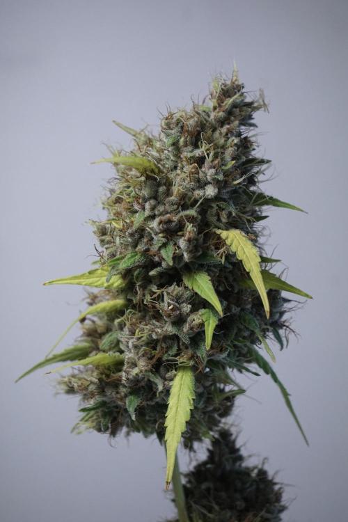 Dognabis 035 Permanent Marker (Zamnesia). Week 14 - PM #1