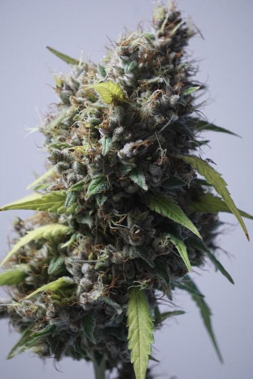 Dognabis 035 Permanent Marker (Zamnesia). Week 14 - PM #1