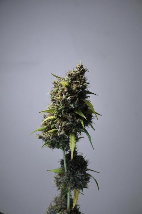 Dognabis 035 Permanent Marker (Zamnesia). Week 14 - PM #1