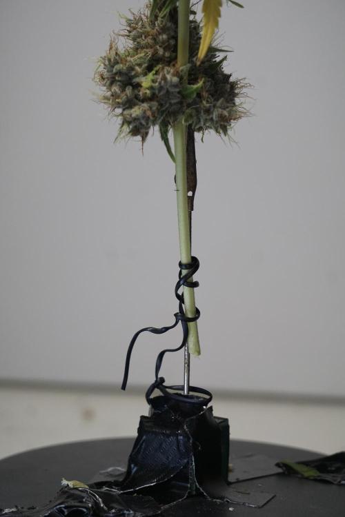 Dognabis 035 Permanent Marker (Zamnesia). Week 14 - PM #1