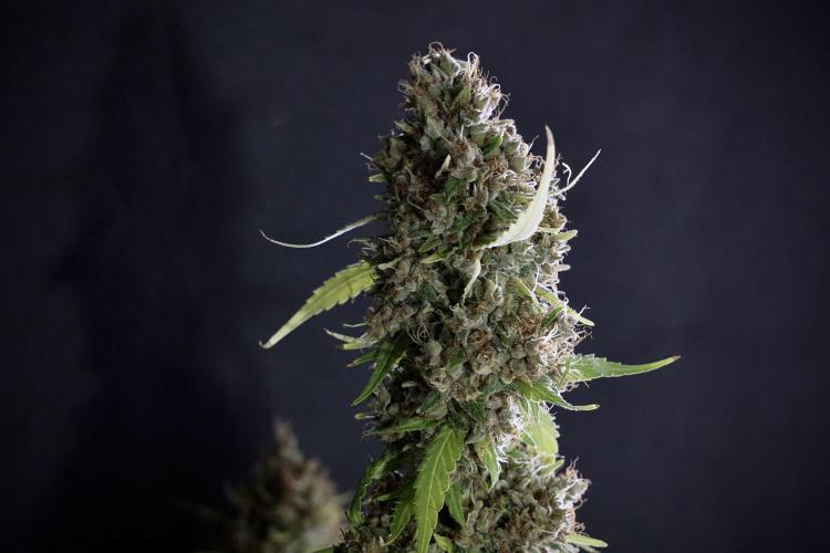 Dognabis 035 Permanent Marker (Zamnesia). Week 14 - PM #1