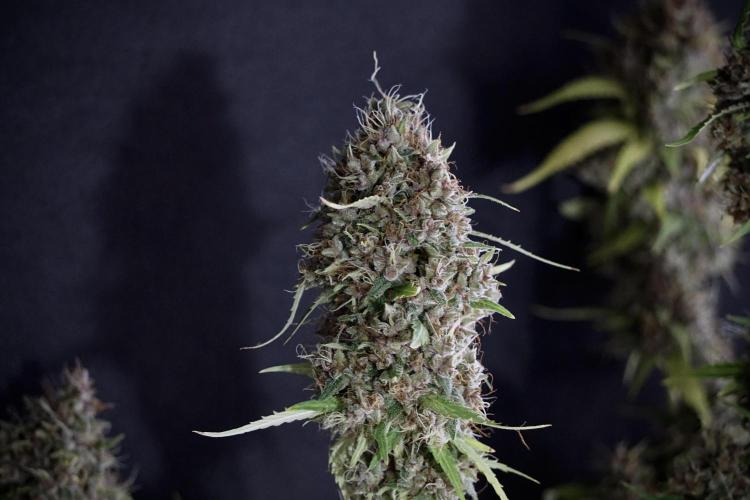 Dognabis 035 Permanent Marker (Zamnesia). Week 14 - PM #1