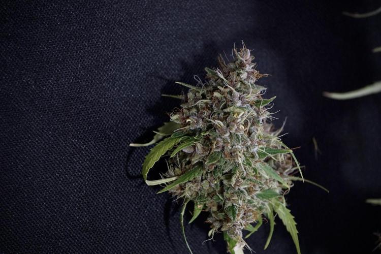 Dognabis 035 Permanent Marker (Zamnesia). Week 14 - PM #1