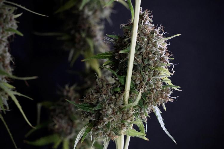 Dognabis 035 Permanent Marker (Zamnesia). Week 14 - PM #1