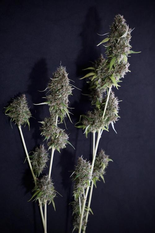 Dognabis 035 Permanent Marker (Zamnesia). Week 14 - PM #1