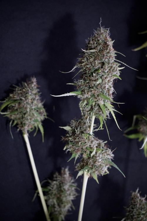 Dognabis 035 Permanent Marker (Zamnesia). Week 14 - PM #1