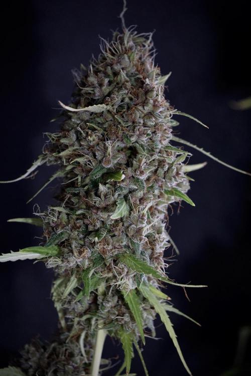 Dognabis 035 Permanent Marker (Zamnesia). Week 14 - PM #1