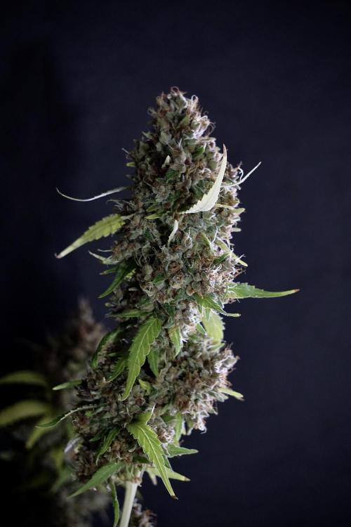 Dognabis 035 Permanent Marker (Zamnesia). Week 14 - PM #1