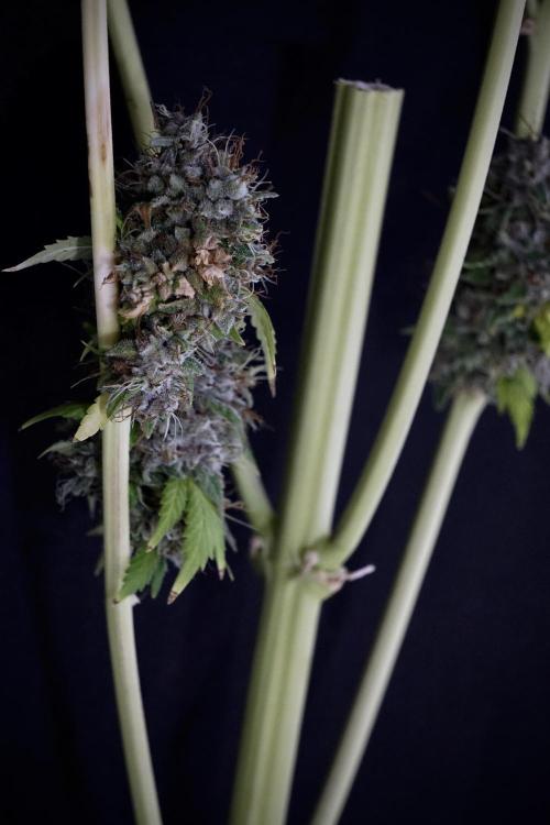 Dognabis 035 Permanent Marker (Zamnesia). Week 14 - PM #1