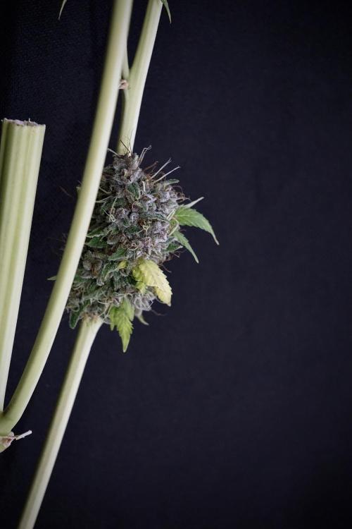 Dognabis 035 Permanent Marker (Zamnesia). Week 14 - PM #1