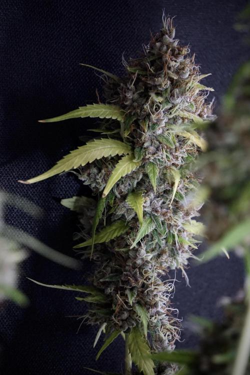 Dognabis 035 Permanent Marker (Zamnesia). Week 14 - PM #1